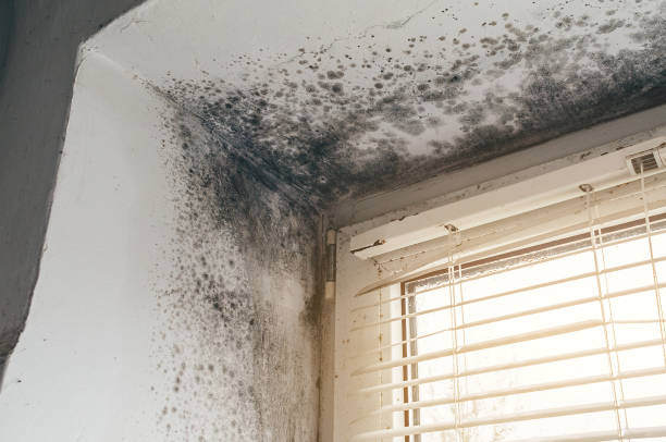 Affordable Mold Inspection And Testing solutions in Jamaica, VA